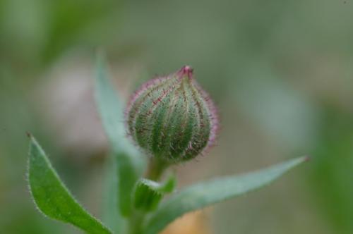 JardMaj2001 1017AI