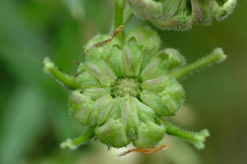 JardMaj2001 1017AN